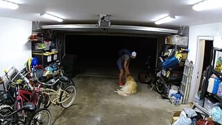 看家护院的金毛：虽然他把主人的单车骑走了，但我觉得他是个好人