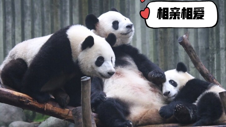 Mom Ai finished cuddling her daughter Ai Jiu and then went to shower her son He Ye with affection. [