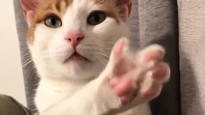 Ranking Adorable Cat Paw Moments