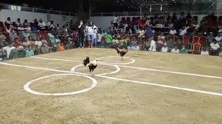 7stag Elimination - MAVINS - Talisayin Win - First Fight (08/23/25)