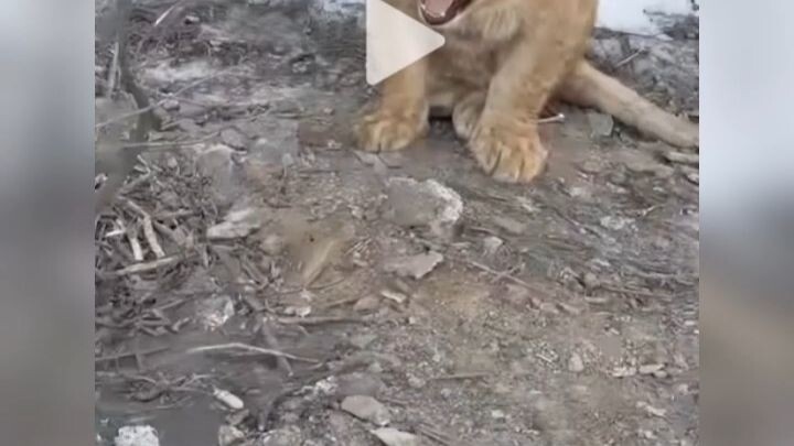 Saat bertemu anjing: suu‑suu‑suu, saat bertemu kucing: mi‑mi‑mi, saat bertemu singa: aduh sial, suu‑