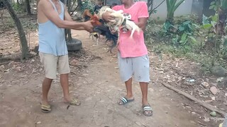 2xwins na pula