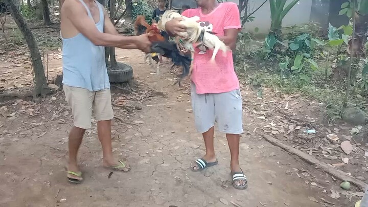 2xwins na pula