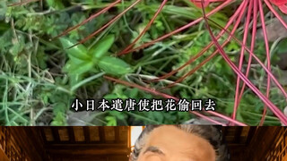 Ini disebut Lycoris radiata, bukan Higanbana