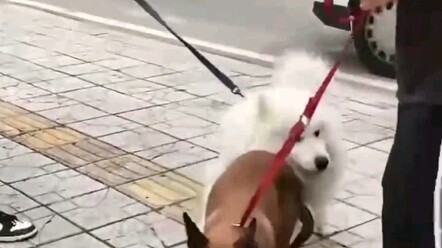 Anjing Samoyed ‘menyerang secara tiba-tiba’ anjing pencari, hasilnya benar‑benar tak terduga!