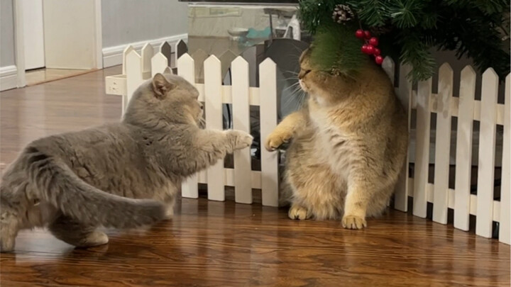 Sheng Nan: If you can fight, then fight. If you can’t, go sit at the kids’ table.