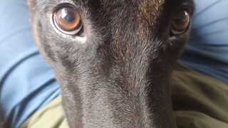 Anjing itu langsung merebut bangku orang lain hanya untuk menyenangkan tuannya, sungguh lucu sekali