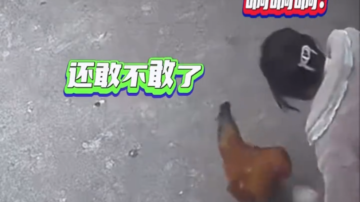 Gà trống bất ngờ tấn công cô sinh viên vừa về làng, nhưng ngay khi cô gái rút ra vũ khí, chú gà lập 