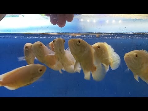 YUK BERMAIN BERSAMA IKAN OSCAR ALBINO