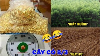 CÂY CỎ VÀO 8/3  - Top bình luận hài hước bá đạo Face Book