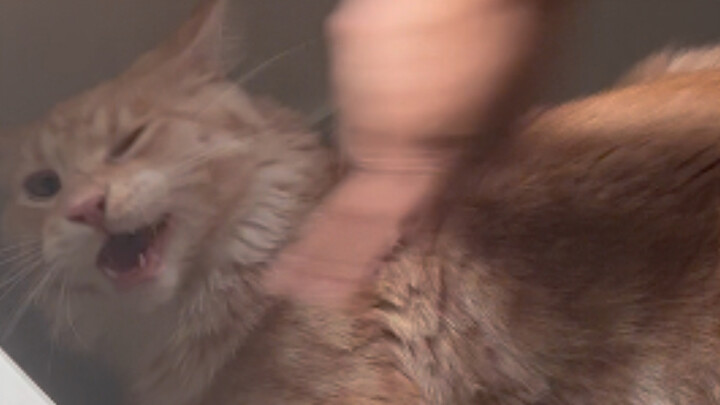 Shanghai Mom’s Cat Training Is So Hilarious