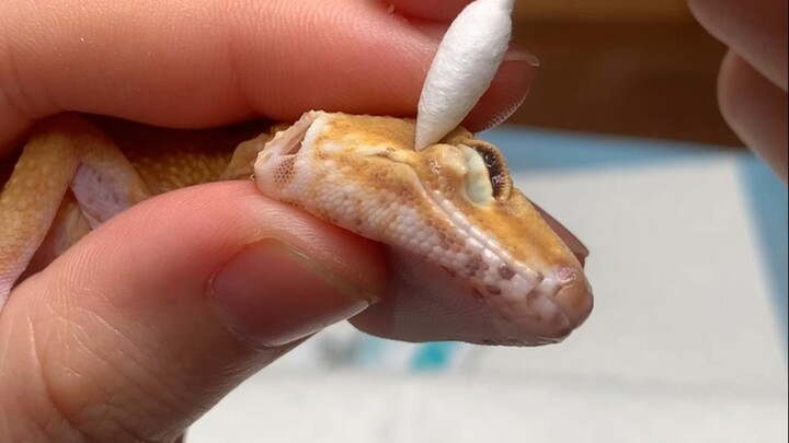 Apakah permainan lempar cincin sudah berkembang sampai punya penjaga tokek???