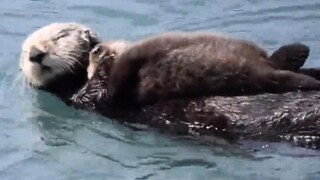 Hardcore parenting! A sea otter mother covers her mouth when her baby is too noisy...