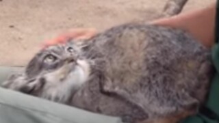 Cat: This...this is what it feels like to be a cat!