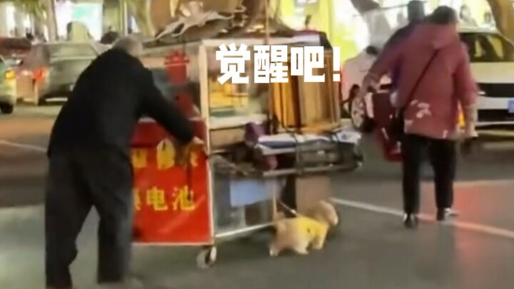 Chú chó dũng cảm bước về phía trước với gánh nặng