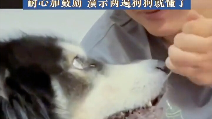 เจ้าของสอนน้องหมาให้กินแตงโมจากช้อน น้องหมาตอบว่า: คุณก็เป็นน้องหมาแสนดีเหมือนกันนะ-