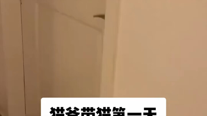 عندما تطلب الزوجة من زوجها الاعتناء بالقط في المنزل