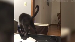 Những con người ngốc nghếch nhất hành tinh #83