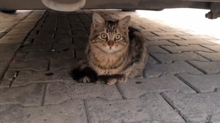 I stumbled upon a little cutie under the car—almost got kidnapped!