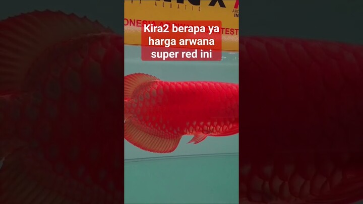 Berapa harga ikan arwana Super Red? #arowana #superred