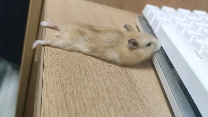 I’ll just let you chew on my keyboard then