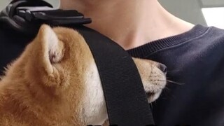 Shiba Inu kecil ketakutan menjadi burung unta saat keluar