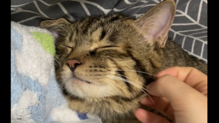 The little kitten collapses from exhaustion after being petted—its little face puckers up as soon as