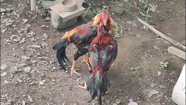 Dance Practice of EmpiLights and Shamo.