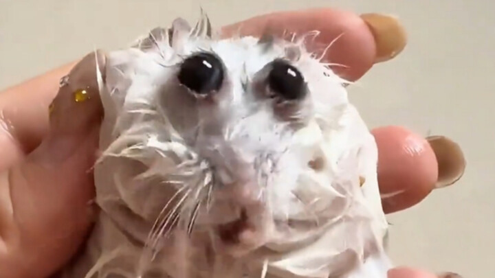 Wet Animals: Honestly, you can’t even tell what they are when they’re soaked!