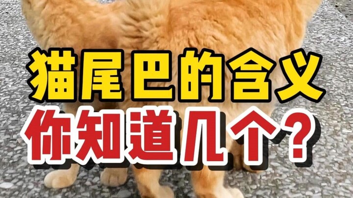 هل تهز القطط ذيلها مثل الكلاب للتعبير عن السعادة؟