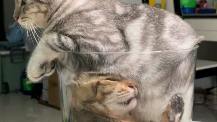 Cuộc tranh giành thế tử xưa nay vẫn vậy.