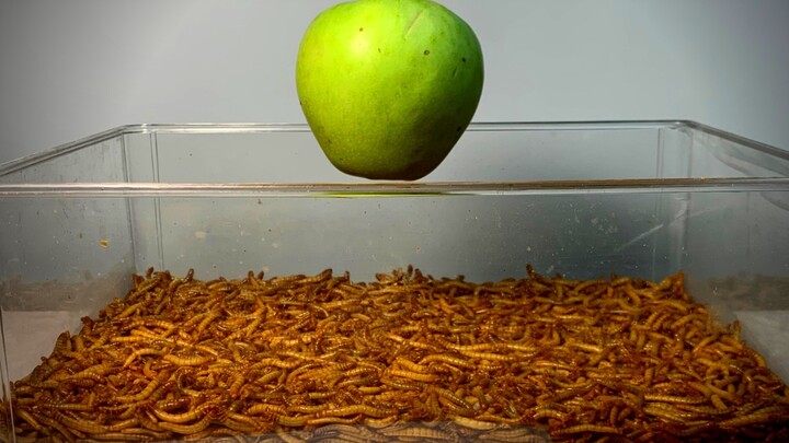 5000条面包虫需要多久吃完一个苹果?