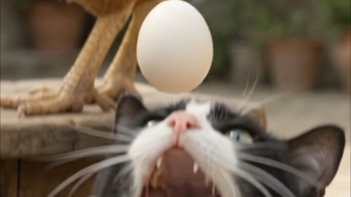 Milo came back with an egg… and left with a broken plan! 😂🥚🐱