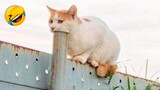 Kucing Kucing Lucu : Tingkah Lucu Kucing Bikin Ketawa Ngakak #5 | Video Hewan Lucu