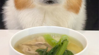 Corgi drinking yam and duck soup