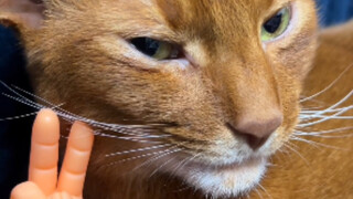 This face shouldn't have been on a cat in the first place, Jun Ge…