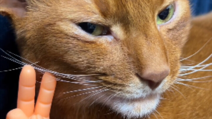 This face shouldn't have been on a cat in the first place, Jun Ge…