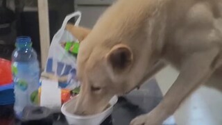 懂事的狗子，吃东西都是小心翼翼的