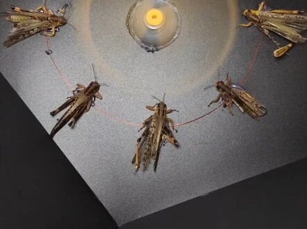 Ván cờ vòng quay Nga cực hạn! Châu chấu có thoát được cú sốc điện không?