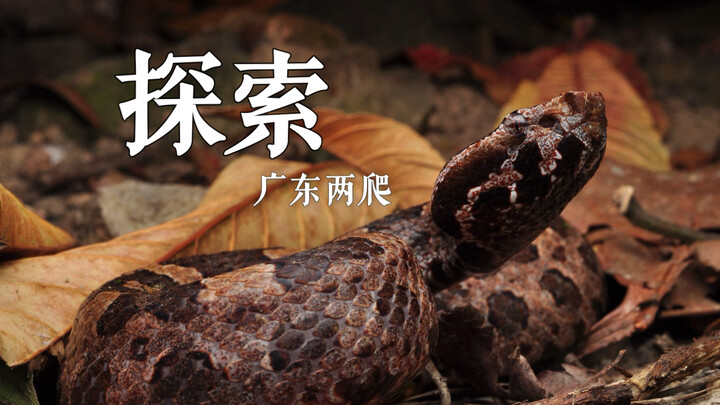 Exploring the mountains and wilds of the Pearl River Delta: there are quite a few animals active in 