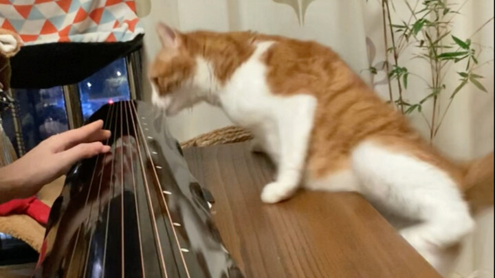 من سيُضحكني بعد أن فارقتُ هرّتي الصغيرة...