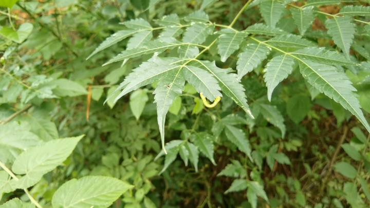 Caterpillar Warning