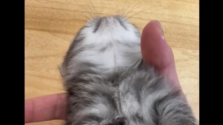 Xiao Baobao, who can pretend to be dead, is so cute