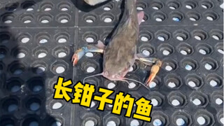 长钳子的鱼，网上找不到任何意见，有人来科普一下吗？ #不明生物 #虾钳 #海钓