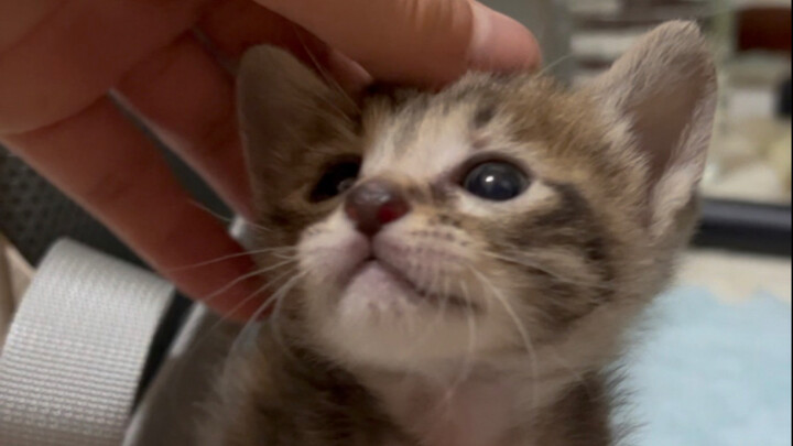 “Meow Wants People, People Want Meow”