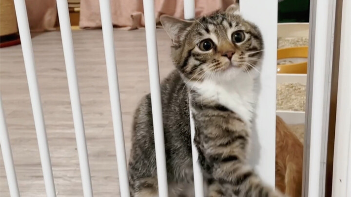 Look how well-thought-out their cage design is!