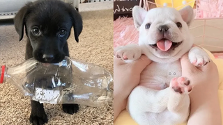 Omg! Cute Puppies Doing Funny Things 5 Cute VN