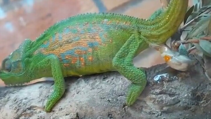 A chameleon gave birth to 14 baby chameleons in one go, just like pooping! @YouTuBuErSubs