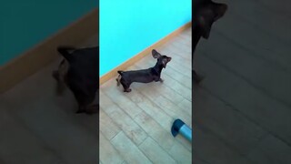 ИГРАЕМ В ПРЯТКИ С ЧАПИТОСИКАМИ😁