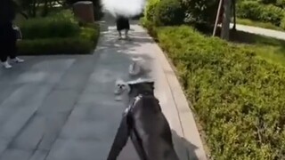 这种小狗还不牵绳，真想一脚踢死